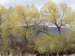 Salix × fragilis vitellina