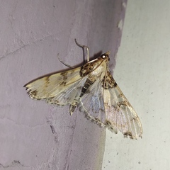 Azochis rufidiscalis