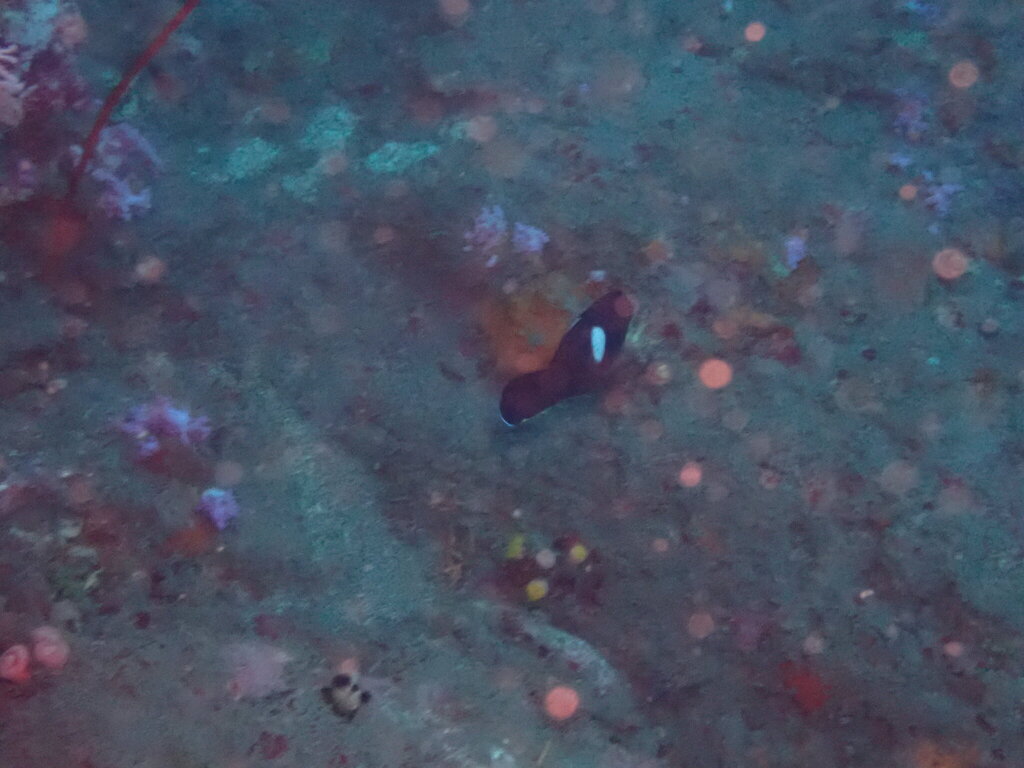 Black Angelfish