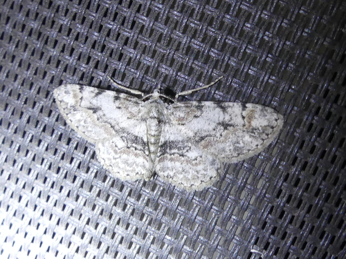 Pale-winged Gray photo 4