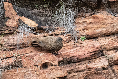 White-quilled Rock Pigeon (Petrophassa albipennis)