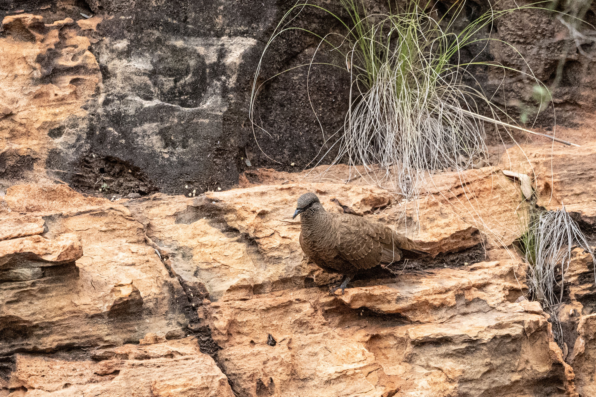 White-quilled Rock Pigeon (Petrophassa albipennis), photo 2