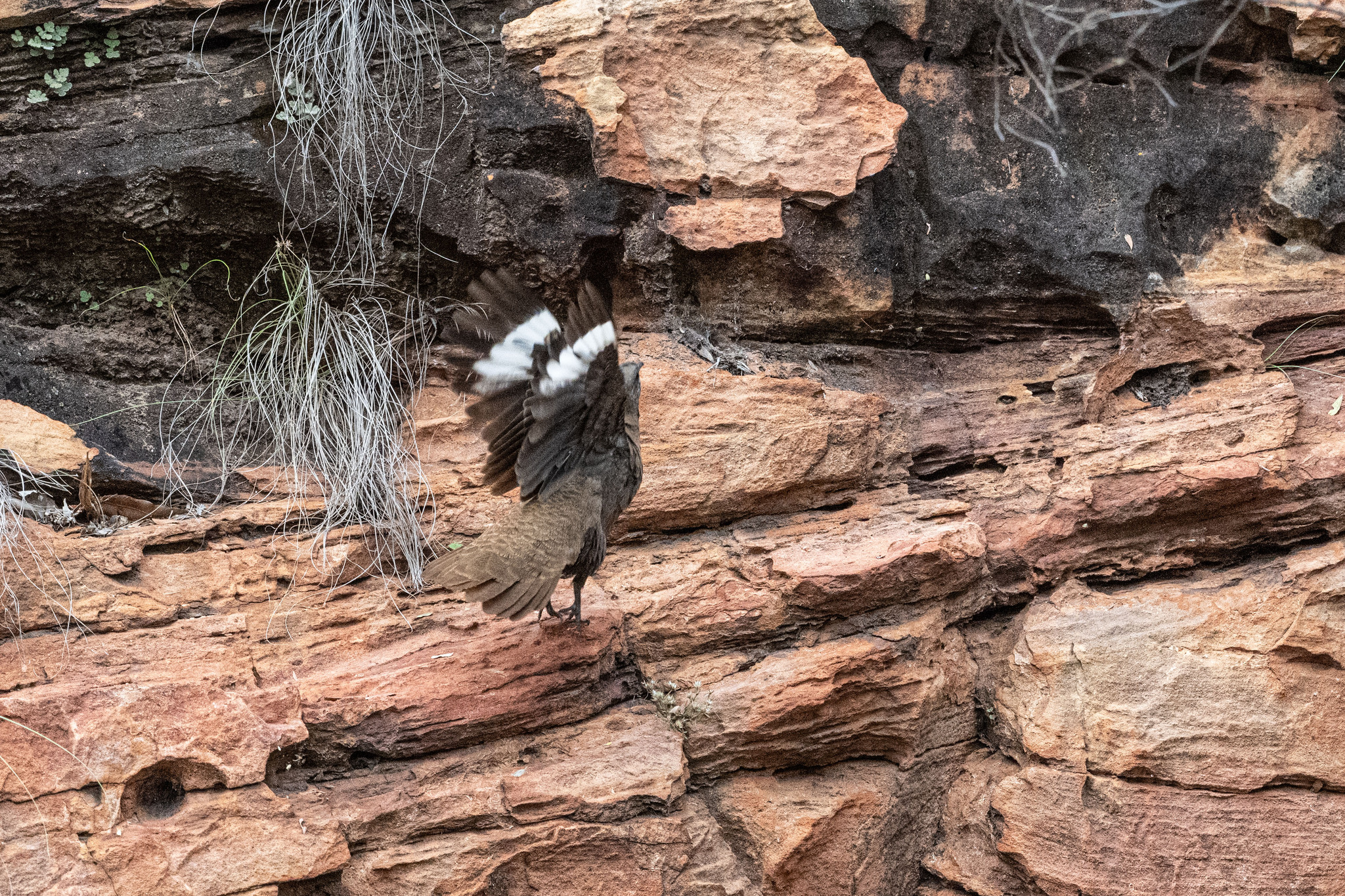 White-quilled Rock Pigeon (Petrophassa albipennis), photo 3
