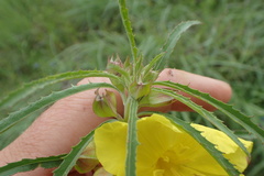 Oenothera serrulata