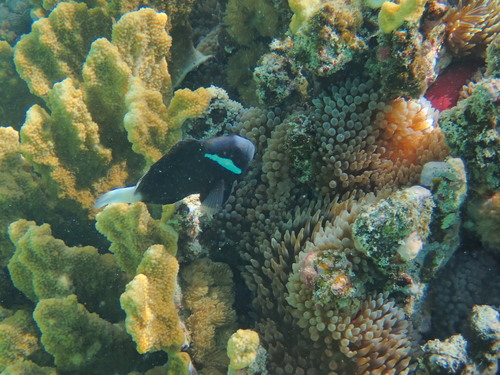 Amphiprion mccullochi observed 2026-04-01