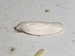 Antaeotricha albulella
