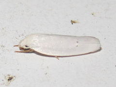 Antaeotricha albulella