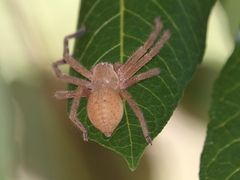 Neosparassus salacius