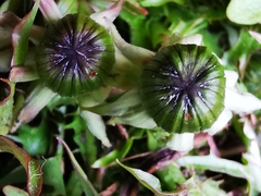Taraxacum officinale