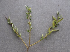 Salix × fragilis vitellina