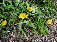 Taraxacum officinale