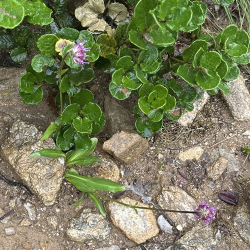 Spikenard