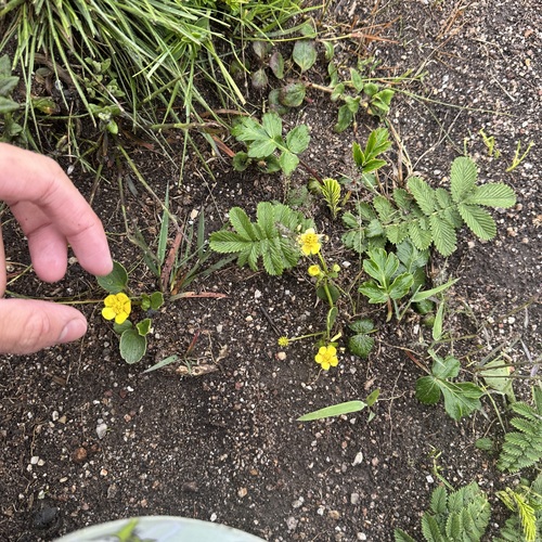 Ranunculus yunnanensis