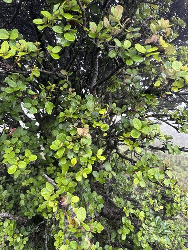 Hengduan Mountain Oak