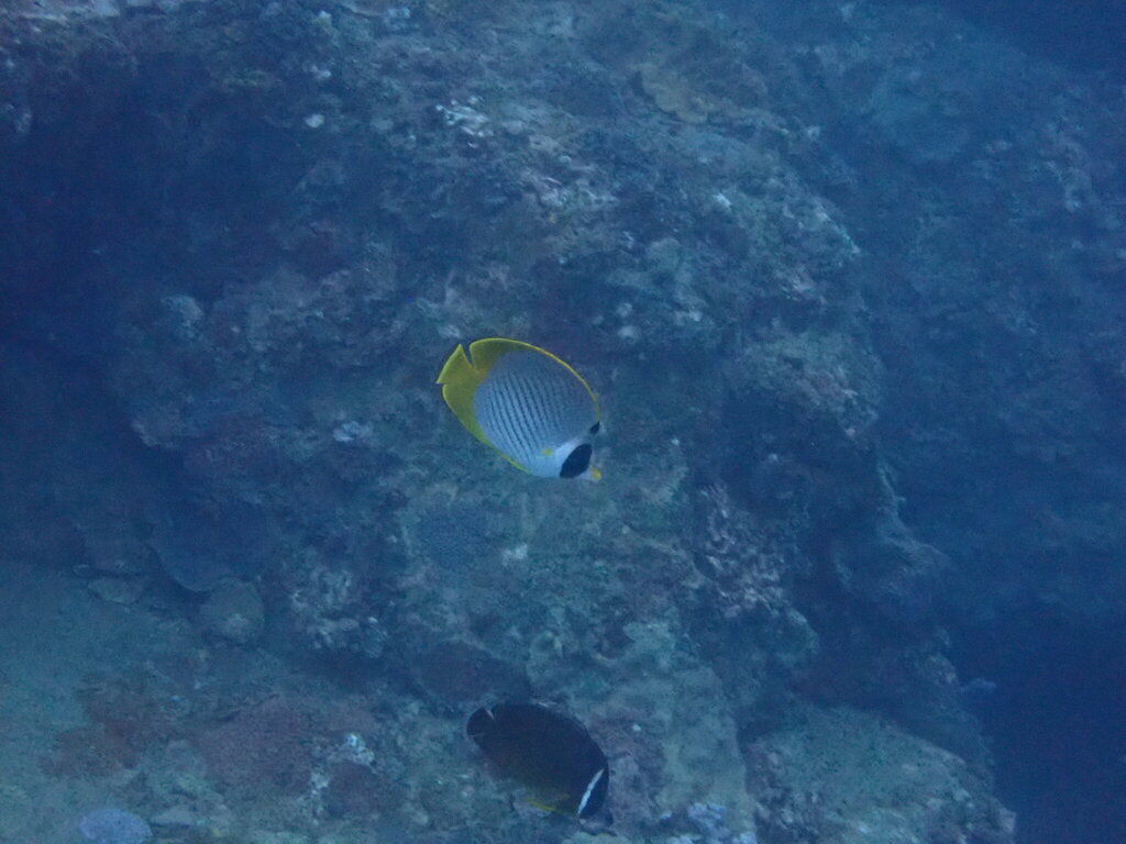 Bantayan Butterflyfish