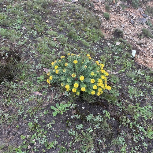 Chinese Stellera