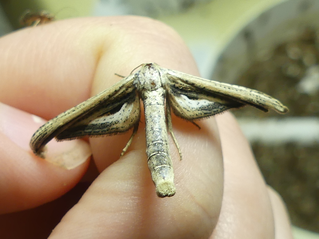 Window-winged Moth