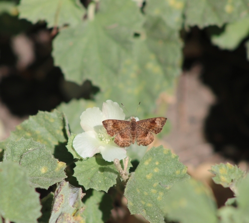 iNaturalist observation photo of Fatal Metalmark
