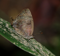 Arhopala bazalus