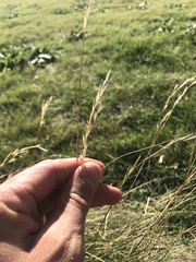 Rytidosperma racemosum