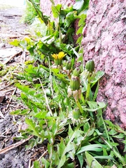 Taraxacum officinale