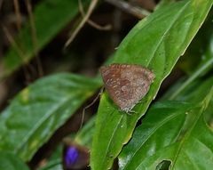 Arhopala bazaloides