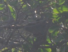 Dasyornis broadbenti