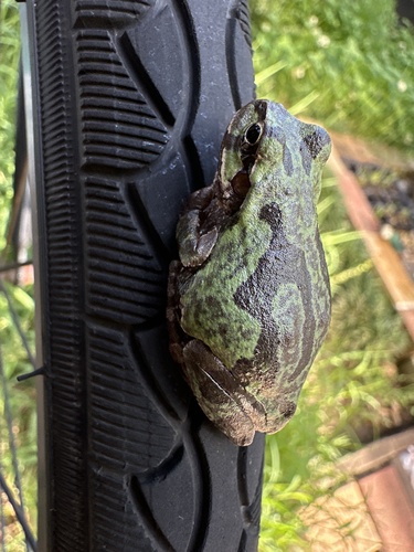 Eastern Japanese Tree Frog