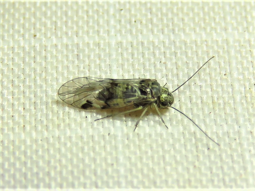 Amphigerontia montivaga