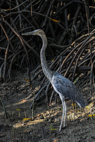 Great-billed Heron (Ardea sumatrana), photo 5