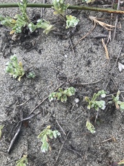 Cryptantha leiocarpa