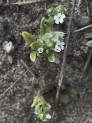 Cryptantha leiocarpa