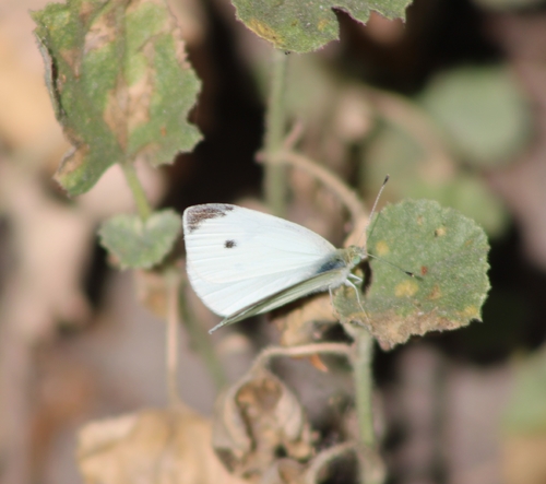 iNaturalist observation photo of Small White