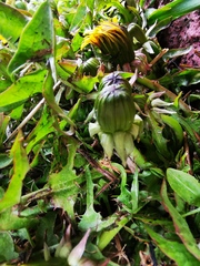Taraxacum officinale