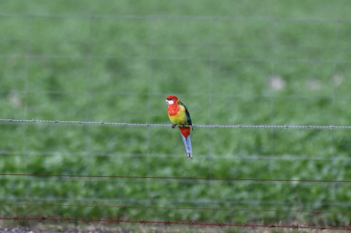 Eastern Rosella