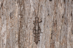 Adreppus fallax