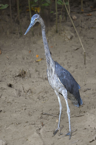 Great-billed Heron (Ardea sumatrana), photo 6