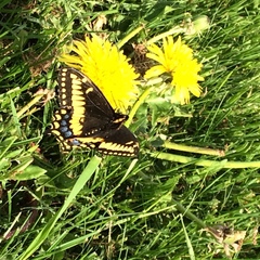 Papilio brevicauda