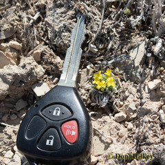 Physaria congesta