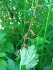 Tolmiea diplomenziesii