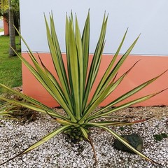 Agave angustifolia