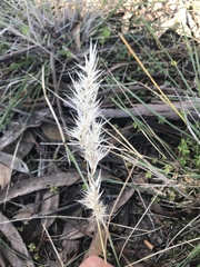 Rytidosperma caespitosum