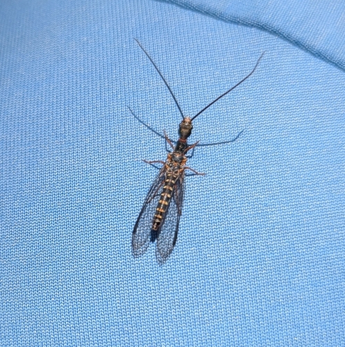 iNaturalist observation photo of American Square-headed Snakeflies