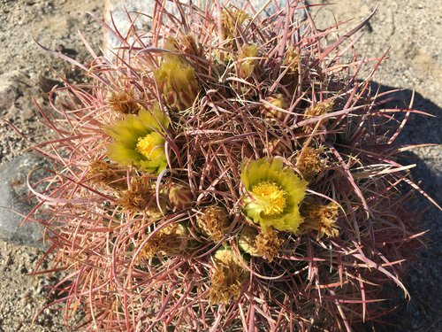iNaturalist observation photo of California Barrel Cactus