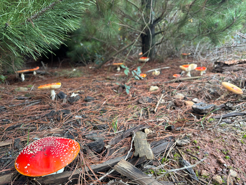 Fly Agaric