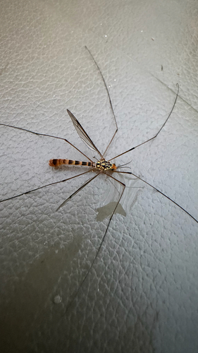 Nephrotoma flavipalpis