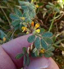 Acmispon micranthus