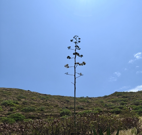 Agave, 2026-06-19