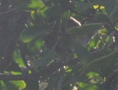 Dasyornis broadbenti