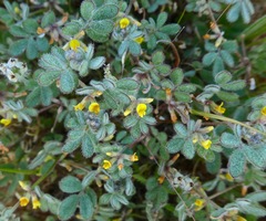 Acmispon micranthus